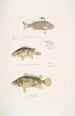 Pterapon à trois bandes Pterapon trivittatus 2 Bedula nuageux Bedula nebulosus 3 Bedula de Hamilton Bedula Hamiltonii - John Edward Gray — vista dell’opera