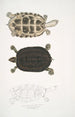 Tortue Thugi Emys Thugi - John Edward Gray — vista dell’opera