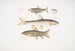 Carpe Tileo Cyprinus Tileo 2 Carpe di Richardson Cyprinus Richardsonii 3 Loche magnifico Botia grandis - John Edward Gray — vista dell’opera