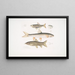 Carpe Tileo Cyprinus Tileo 2 Carpe di Richardson Cyprinus Richardsonii 3 Loche magnifico Botia grandis - John Edward Gray — quadro incorniciato alla parete