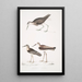 Bécasseau à queue blanche Totanus leucurus 2 Bécasseau allié Totanus affinis 3 Bécassine de Cawnpore Totanus Lathami - John Edward Gray — quadro incorniciato alla parete