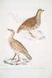 Perdrix des bois Perdix gularis 2 Perdrix orientale Perdix orientalis - John Edward Gray — vista dell’opera