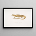 Varan giallo (Monitor flavescens) - John Edward Gray — quadro incorniciato alla parete