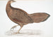Fagiano Argus Argus Paeoninus Pavoninus Cina - John Edward Gray — vista dell’opera