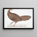Fagiano Argus Argus Paeoninus Pavoninus Cina - John Edward Gray — quadro incorniciato alla parete