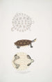 Tortue Baska Emys Baska - John Edward Gray — vista dell’opera