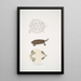 Tortue Baska Emys Baska - John Edward Gray — quadro incorniciato alla parete