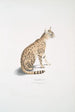Beau chat Felis ornata - John Edward Gray — vista dell’opera