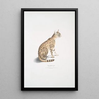 John Edward Gray - Beautiful Cat Felis ornata.webp