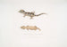 Beau Cyrtodactylus Cyrtodactylus pulchellus - John Edward Gray — vista dell’opera