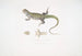 Uromastix di Bell (Uromastix Bellii) di Penang - John Edward Gray — vista dell’opera