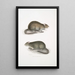 Rat des champs du Bengale Arvicola Bengalensis - John Edward Gray — quadro incorniciato alla parete