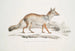 Renard Bengal Canis Vulpes Bengalensis Canis Kokree - John Edward Gray — vista dell’opera