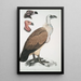 Vautour du Bengale Vultur Bengalensis 1 Tête de Vultur Pondicherianus 2 Tête de Vultur monarchus monachus - John Edward Gray — quadro incorniciato alla parete