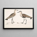 Bécasseau à ventre noir, Charadrius ventralis Wagleri, maschio e femmina, Cawnpore gennaio 1798 - John Edward Gray — quadro incorniciato alla parete