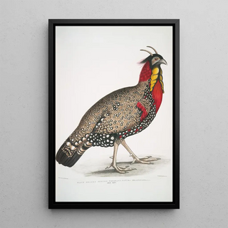 John Edward Gray - Black head Horned Pheasant Satyra melanocephala Adult male.webp