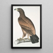 Aigle brun Aquila fusca - John Edward Gray — quadro incorniciato alla parete