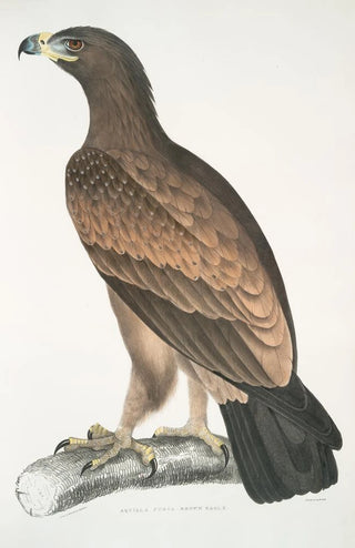 John Edward Gray - Brown Eagle Aquilla fusca.webp