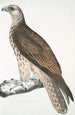 Faucon Cherrug Falco cherrug - John Edward Gray — vista dell’opera