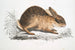 Lepre cinese Lepus Sinensis - John Edward Gray — vista dell’opera