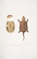 Tortue à grosse tête cinese Platisternon megacephalus Cina - John Edward Gray — vista dell’opera