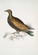 Pigeon tippeté cinese Columba Gouldioe - John Edward Gray — vista dell’opera