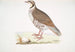 Perdrix choukar Perdix chukar India dimensione naturale - John Edward Gray — vista dell’opera