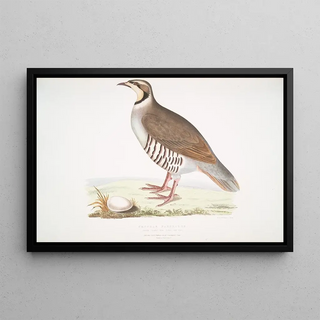 John Edward Gray - Chuckar Partridge Perdix chukar India Natural size.webp