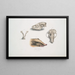 Civetta a collare Mydaus collaris Cranio e testa - John Edward Gray — quadro incorniciato alla parete