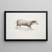 Civetta a collare Mydaus collaris - John Edward Gray — quadro incorniciato alla parete