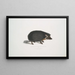 Riccio con collare Erinaceus collaris - John Edward Gray — quadro incorniciato alla parete