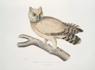 John Edward Gray - Coromandel Owl Strix Coromandra.webp