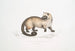 Crosss Paradoxurus Paradoxurus Crossii - John Edward Gray — vista dell’opera