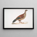 Perdrix Curia Perdix Hardwickii - John Edward Gray — quadro incorniciato alla parete