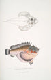Poisson-cochon déformé Synanaceia grossa Singapore - John Edward Gray — vista dell’opera