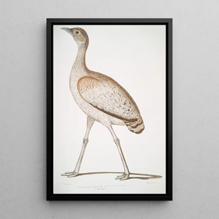 John Edward Gray - Delicious Bustard Otis deliciosa Female.webp