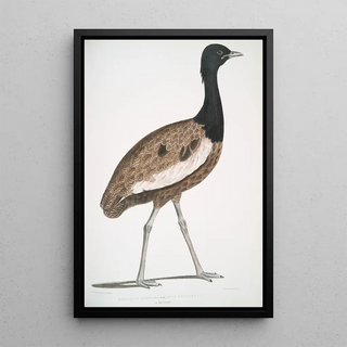 John Edward Gray - Delicious Bustard Otis deliciosa Male.webp