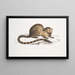 Paradoxurus paradoxurus Hamiltonii del Dr. Hamilton - John Edward Gray — quadro incorniciato alla parete