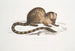 Paradoxurus paradoxurus Hamiltonii del Dr. Hamilton - John Edward Gray — vista dell’opera
