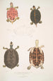 Tortue à toit Emys tectum - John Edward Gray — vista dell’opera