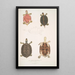 Tortue à toit Emys tectum - John Edward Gray — quadro incorniciato alla parete