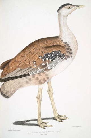 John Edward Gray - Edwards Bustard Otis Edwardsii.webp