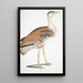 Outarde d'Edwards Otis Edwardsii - John Edward Gray — quadro incorniciato alla parete