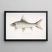 Carpe rocheuse falciforme Cyprinus Bangana falcata - John Edward Gray — quadro incorniciato alla parete