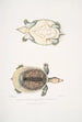 Trionyx plat Tryonix subplanus - John Edward Gray — vista dell’opera