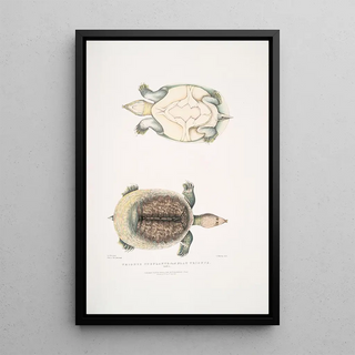 John Edward Gray - Flat Trionyx Tryonix subplanus.webp