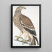 Aigle royal Aquilla imperialis femelle - John Edward Gray — quadro incorniciato alla parete