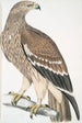 Aigle royal Aquilla imperialis femelle - John Edward Gray — vista dell’opera