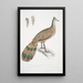 Polyplectron de Hardwicke Polyplectron Hardwickii - John Edward Gray — quadro incorniciato alla parete