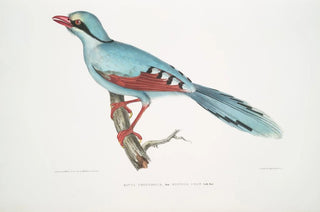 John Edward Gray - Hunting Crow Kitta venatorius.webp